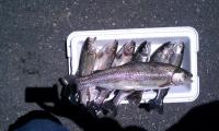 Kern River Trout