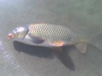 Carp