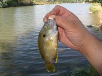 Hart Park Bluegill