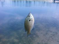 Bluegill from River Walk Park 